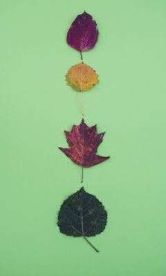 four leaves wallpaper
