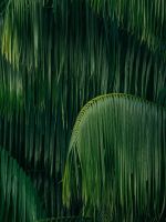 green coconut trees wallpaper