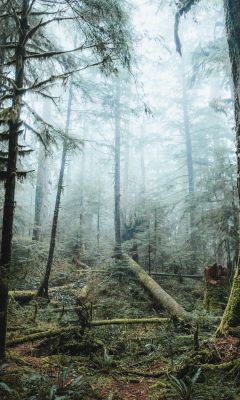 tall trees covered with fog wallpaper