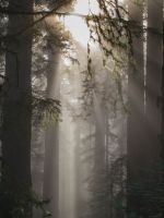 foggy weather with trees wallpaper
