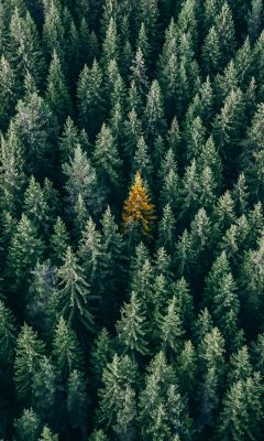 aerial photo of pine trees wallpaper