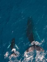 two black whales swimming in body of water wallpaper