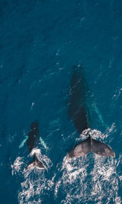 two black whales swimming in body of water wallpaper