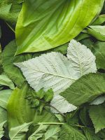 green leaf plants wallpaper