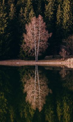 reflection of tree on the river wallpaper