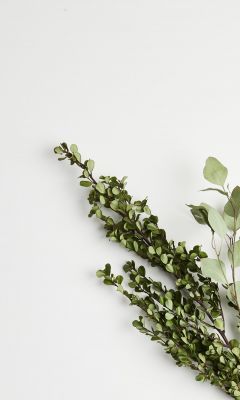 greeb leaf plants wallpaper