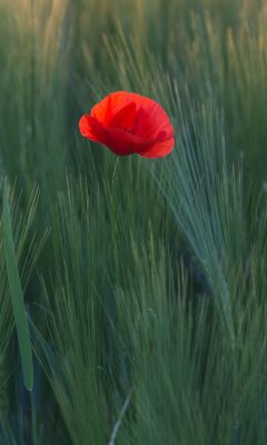 red flower in the middle of green grasses wallpaper