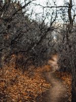 black leafless trees and pathway wallpaper