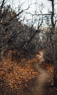 black leafless trees and pathway wallpaper