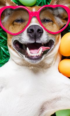 Images Easter Jack Russell terrier Dogs Smile Funn... wallpaper