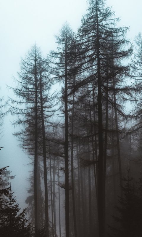 trees during day wallpaper