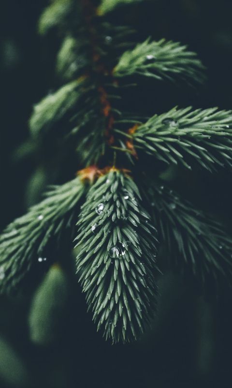 shallow focus photography of green spruce tree wallpaper