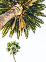 green palm tree under white sky wallpaper