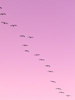 flock of birds flying wallpaper