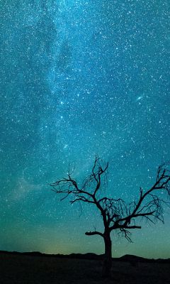 bare tree under starry night wallpaper