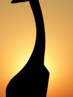 silhouette of giraffe wallpaper