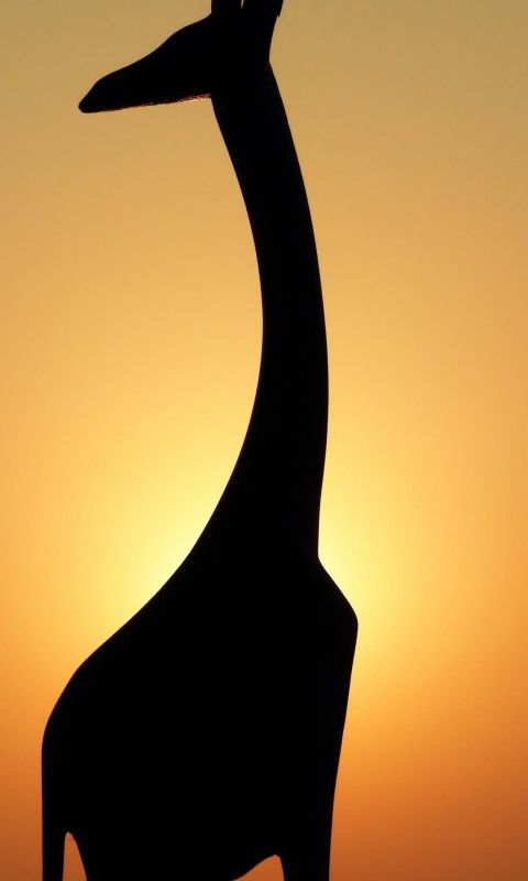silhouette of giraffe wallpaper