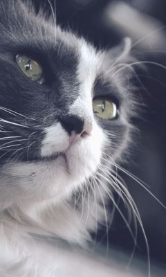 Close Up Photography Of Black And White Cat Hd Gat... wallpaper