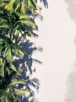 coconut palm trees wallpaper