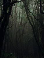 forest during daytime wallpaper
