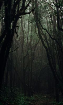 forest during daytime wallpaper