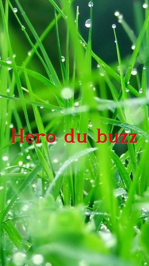 Hero du buzz Text Wallpaper