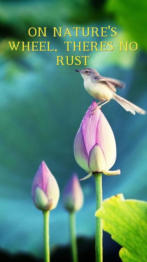 ON NATURE'S WHEEL, THERES NO RUST Text Wallpaper