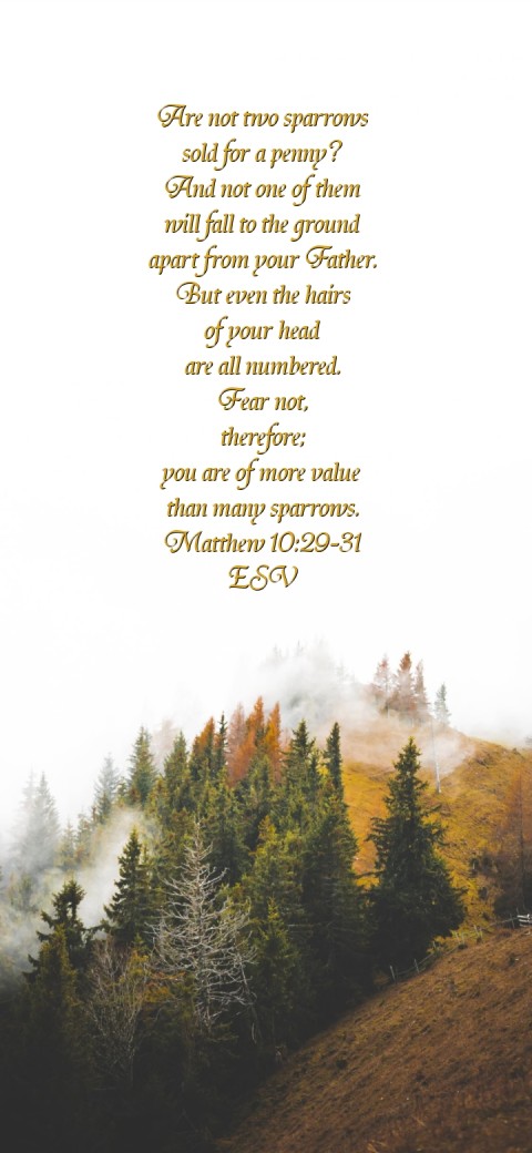 
Are not two sparrows
sold for a penny?
And not one of them
will fall to the ground
apart from your Father.
But even the hairs
of your head
are all numbered.
Fear not,
therefore;
you are of more value
than many sparrows.
Matthew 10:29-31
ESV Text Wallpaper