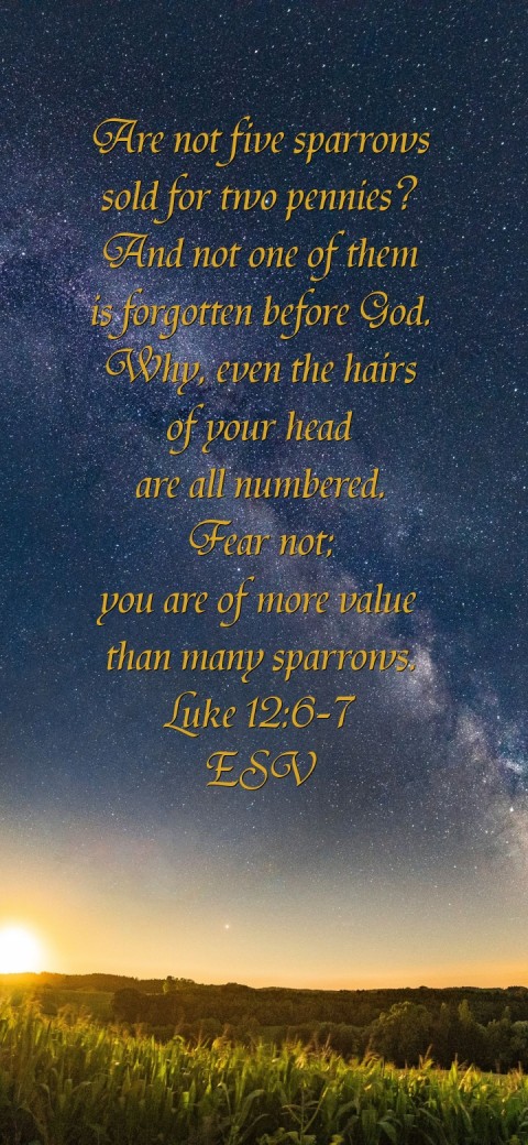 
Are not five sparrows
sold for two pennies?
And not one of them
 is forgotten before God.
Why, even the hairs
of your head
are all numbered.
Fear not;
you are of more value
than many sparrows.
Luke 12:6-7
ESV Text Wallpaper