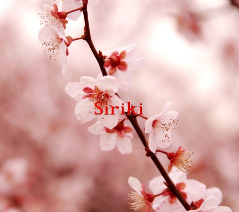 Siriki Text Wallpaper