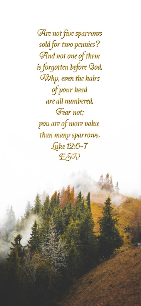 Are not five sparrows
sold for two pennies?
And not one of them
 is forgotten before God.
Why, even the hairs
of your head
are all numbered.
Fear not;
you are of more value
than many sparrows.
Luke 12:6-7
ESV Text Wallpaper