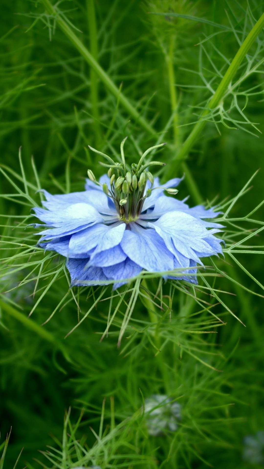Blue Flower Beautiful Green Nature Top Wallpapers X for Insignia 5X Blue Flower Beautiful Green Nature Top Wallpapers X for Insignia 5X