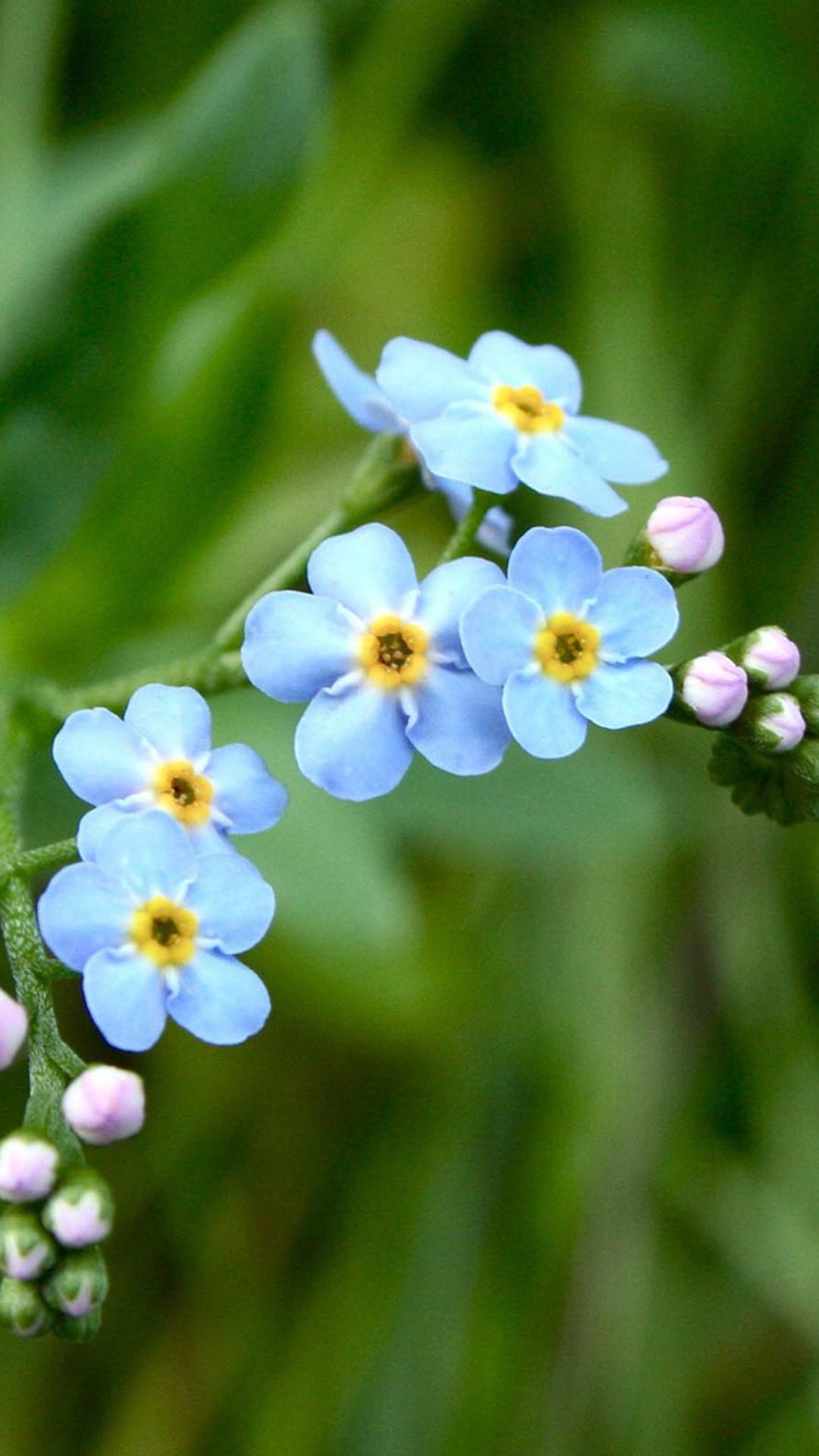 Blue Flowers IPhone Wallpapers for Insignia 5X Blue Flowers IPhone Wallpapers for Insignia 5X