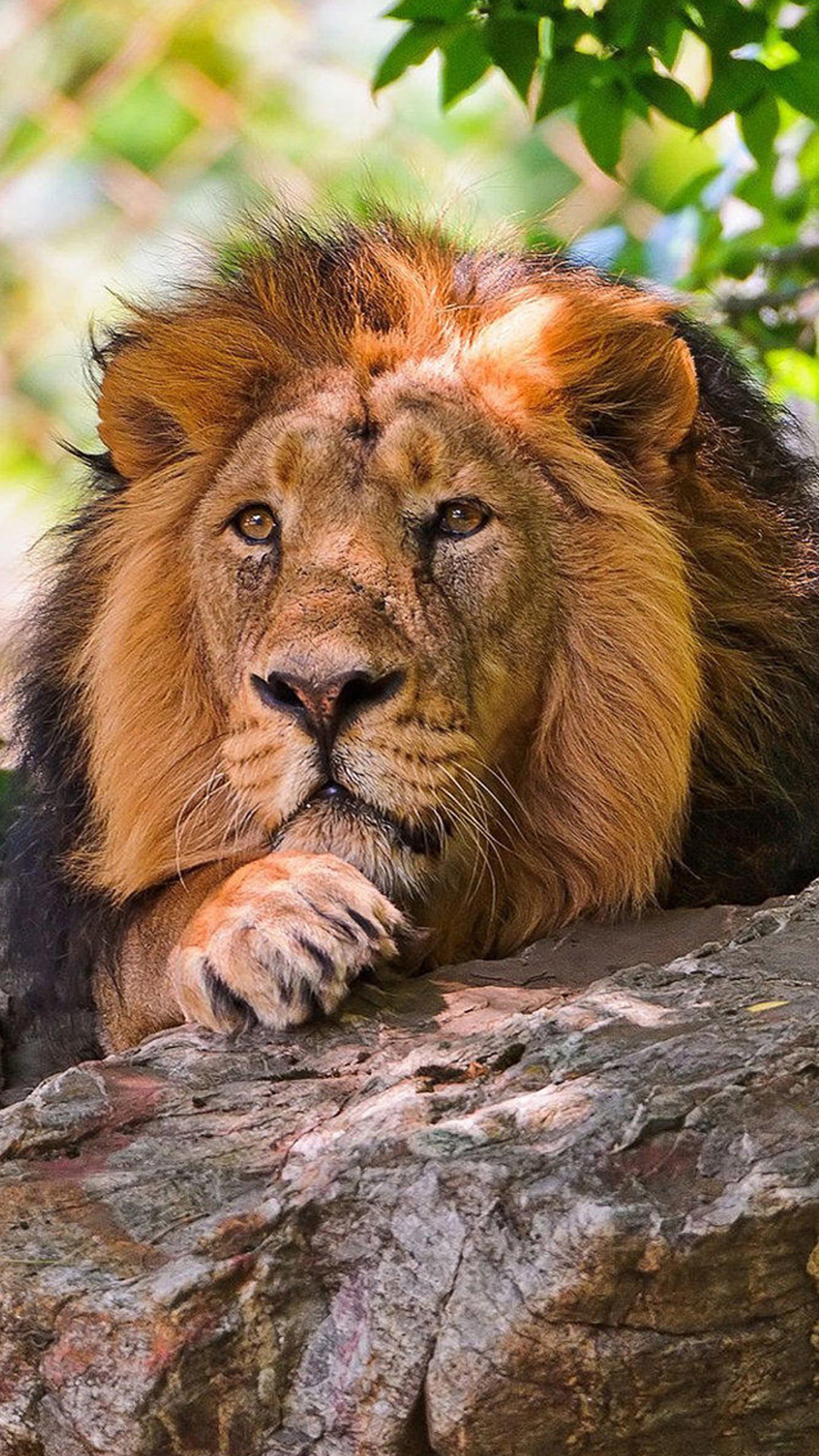 Lion Galaxy S Wallpapers Hd for Insignia 5X Lion Galaxy S Wallpapers Hd for Insignia 5X