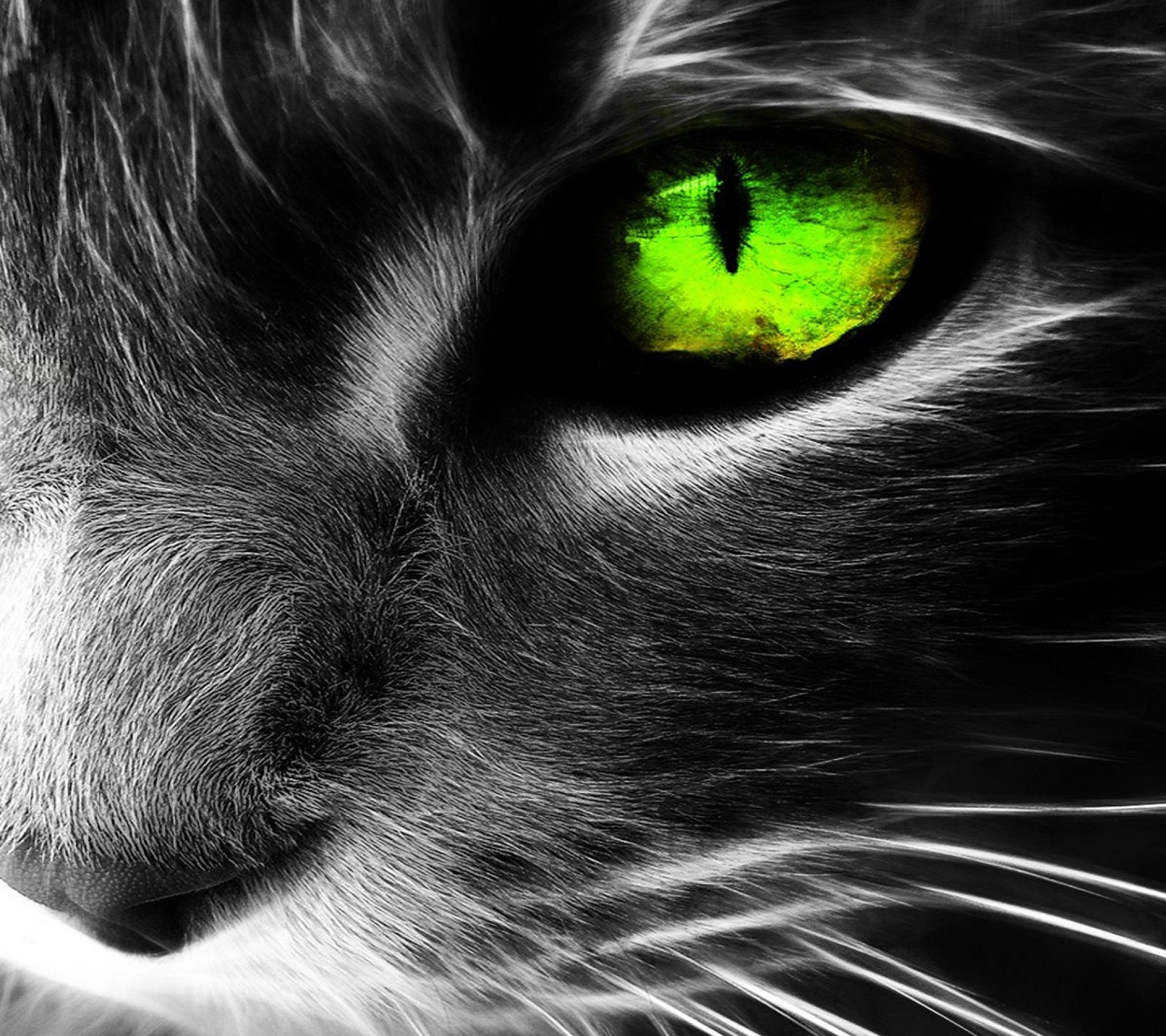 My Galaxy S Wallpaper HD Animals 1440x1280