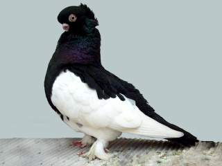 Pigeon Wallpaper Hd Free 320x240 Pigeon Wallpaper Hd Free 320x240