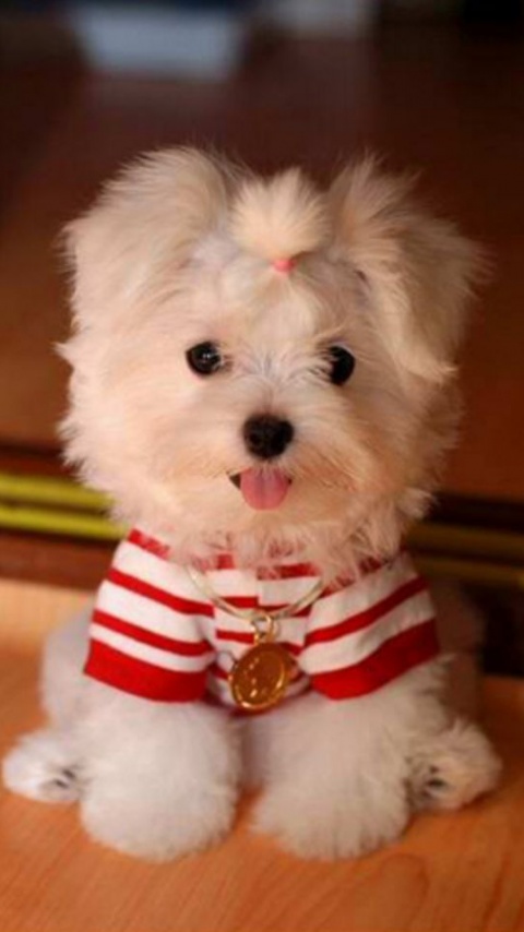 Small Dog Wallpaper for Alcatel Pixi 3(5) (5065A) Small Dog Wallpaper for Alcatel Pixi 3(5) (5065A)